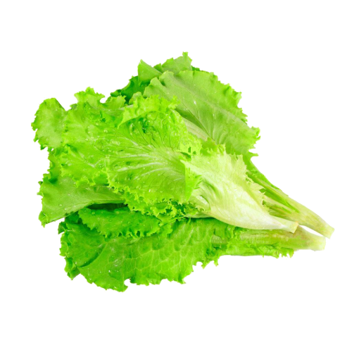 Fresh Lettuce