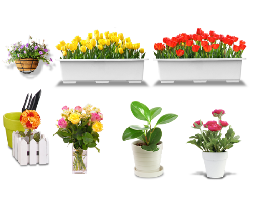 Flowers and Plants Wholesale